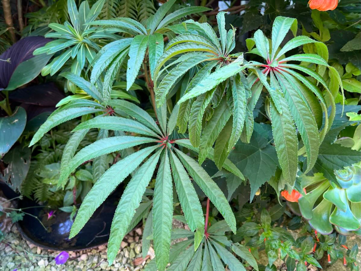 Palm-leaf begonia