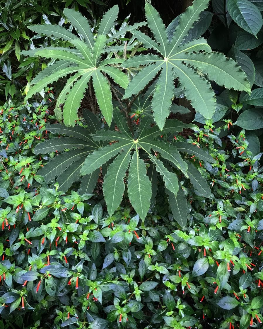 Brassaiopsis