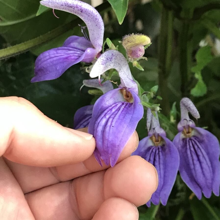 Giant salvia