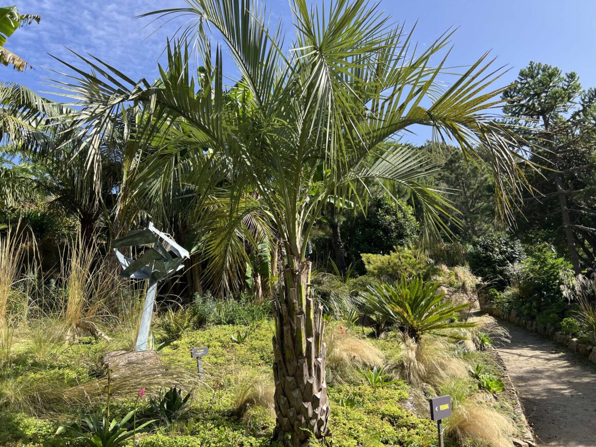 Jelly palm