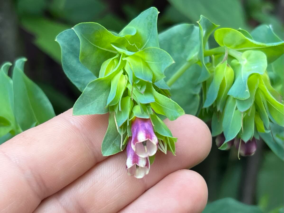 Honeywort