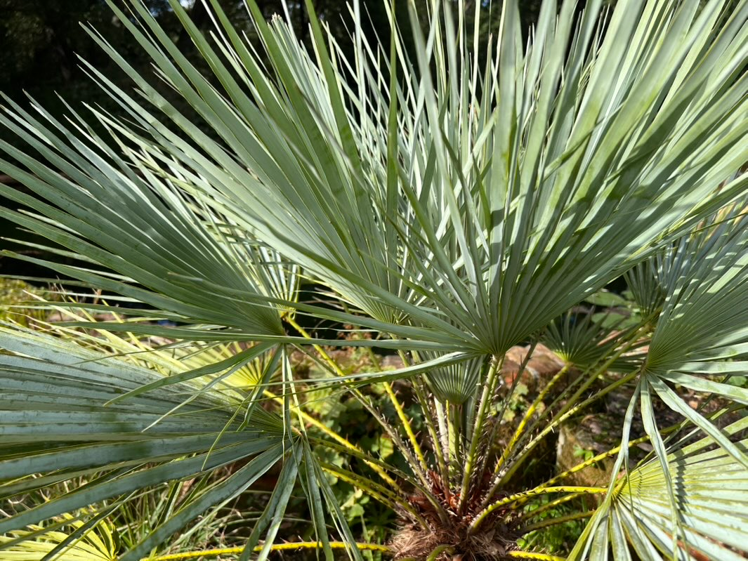 Blue Mediterranean fan palm