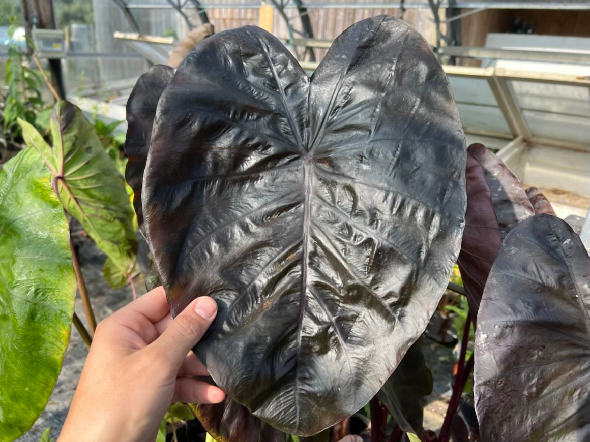 Diamond Head elephant ear