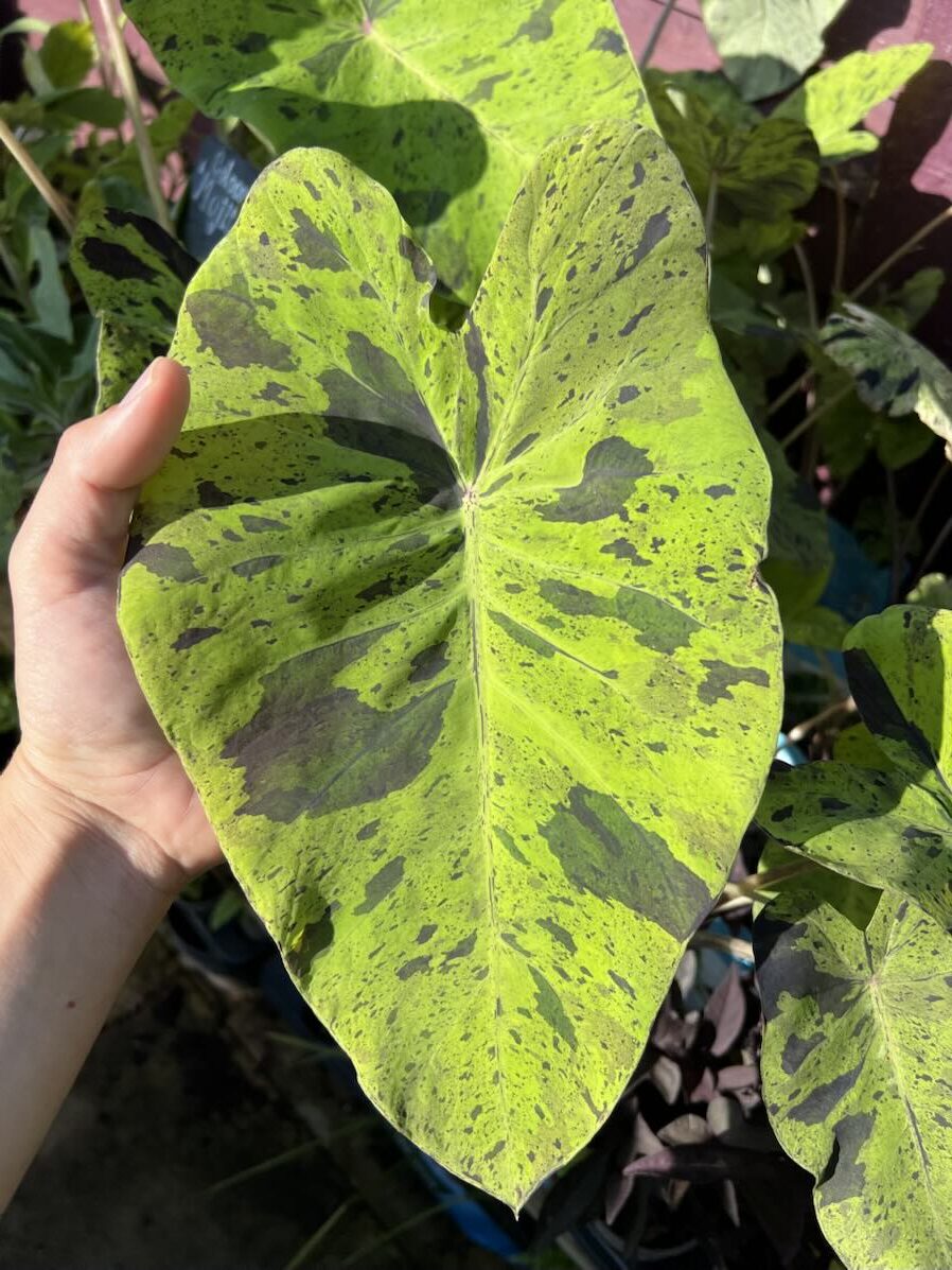 Mojito elephant ear