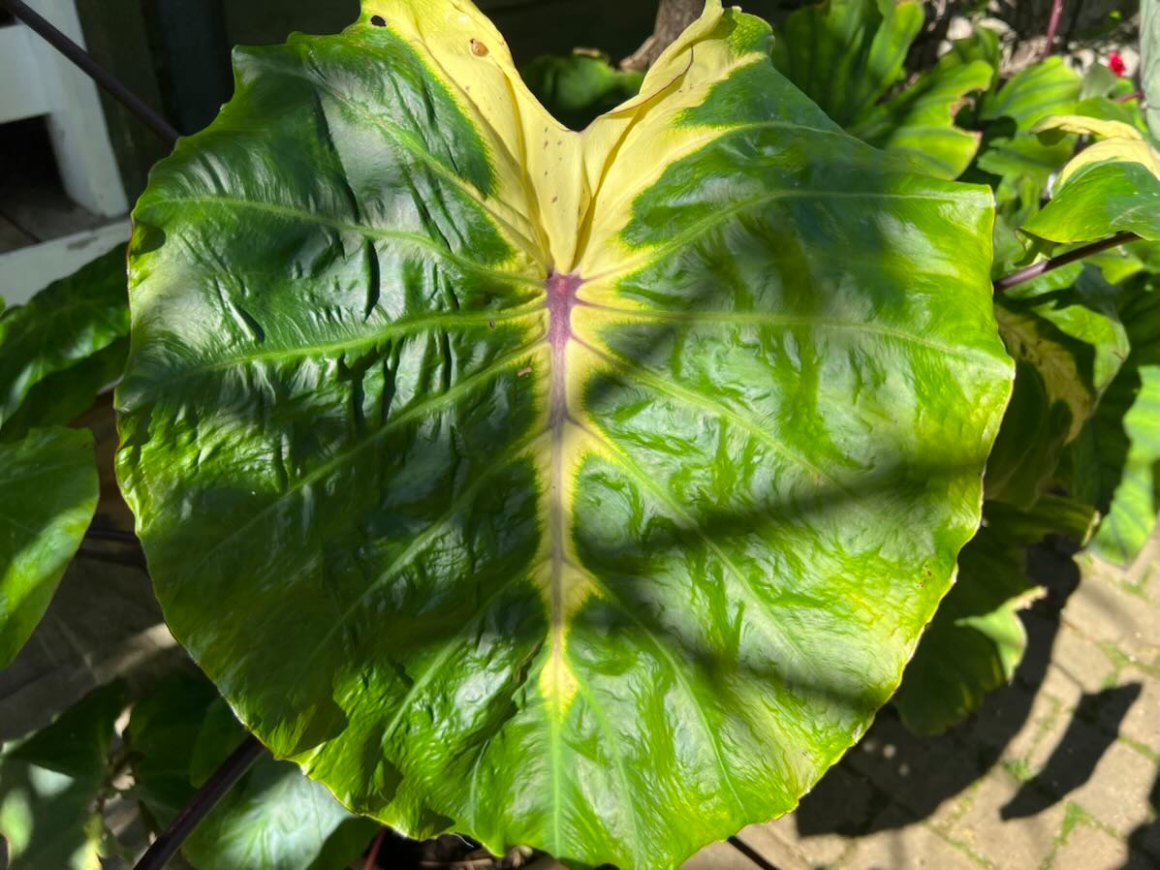 White Lava elephant ear