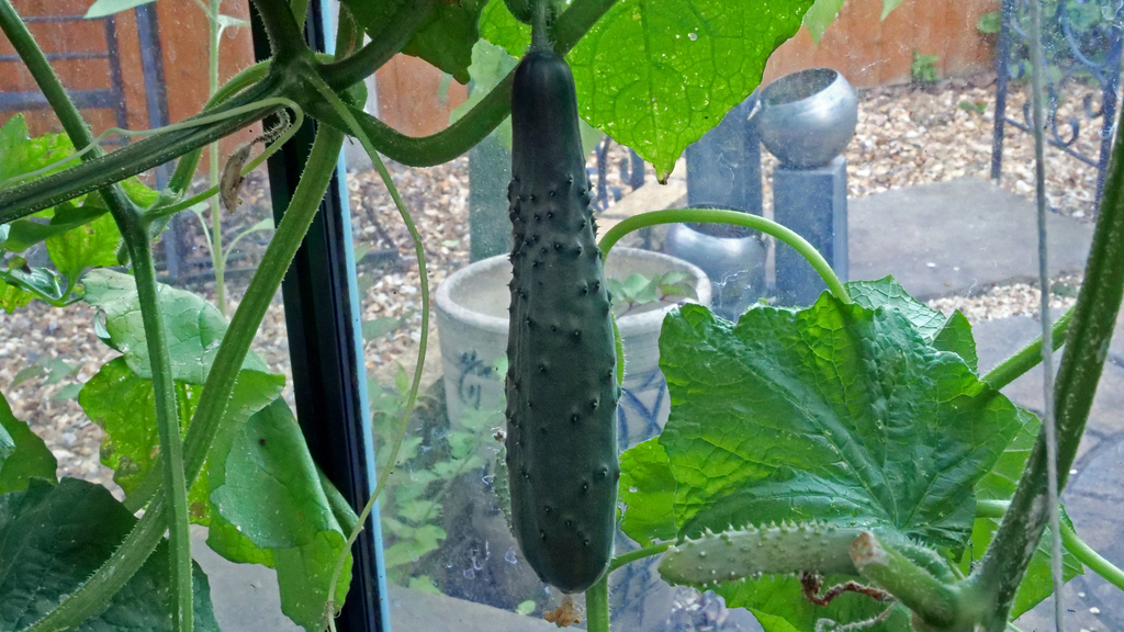 Cucumber ‘Marketmore’