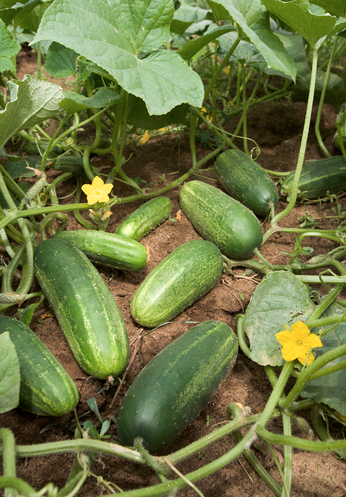 Cucumber ‘Marketmore’