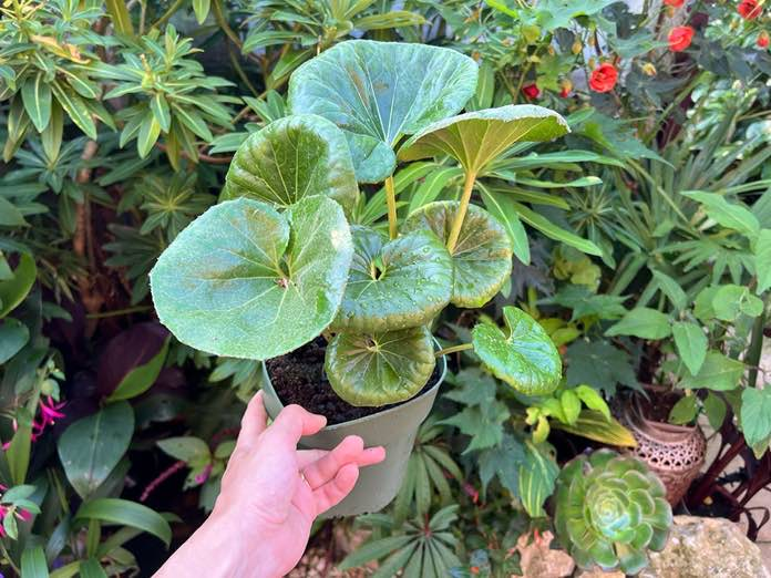 Giant leopard plant
