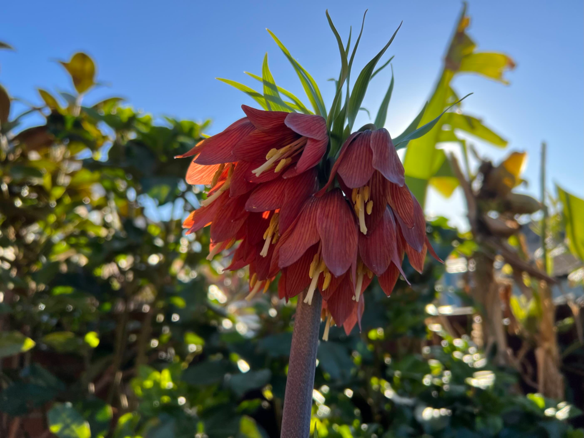 Crown imperial