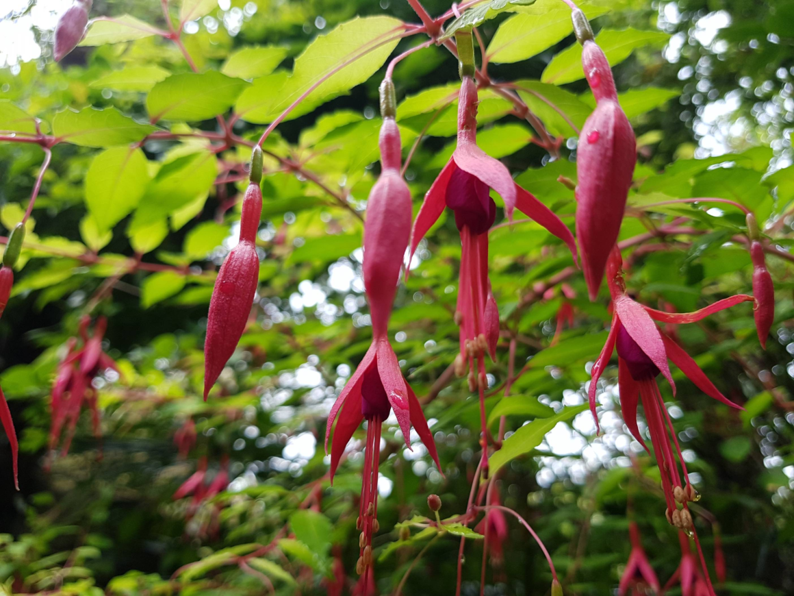 Genii hardy fuchsia