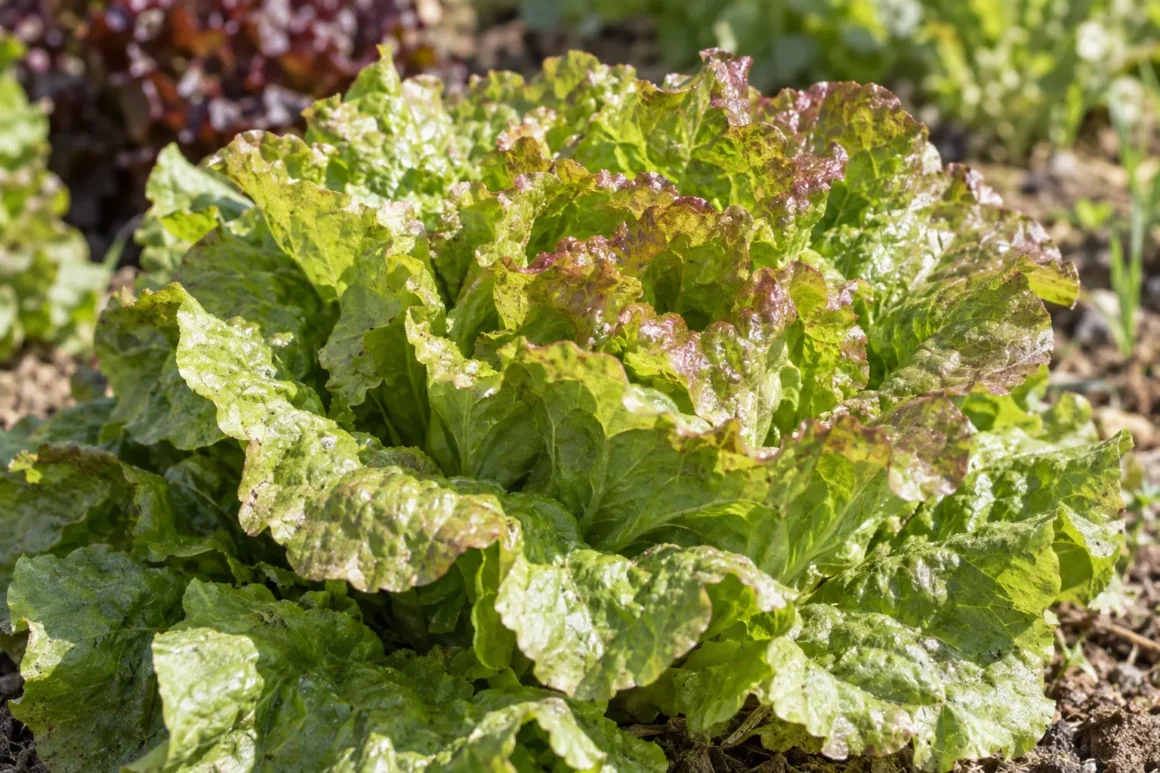 Lettuce