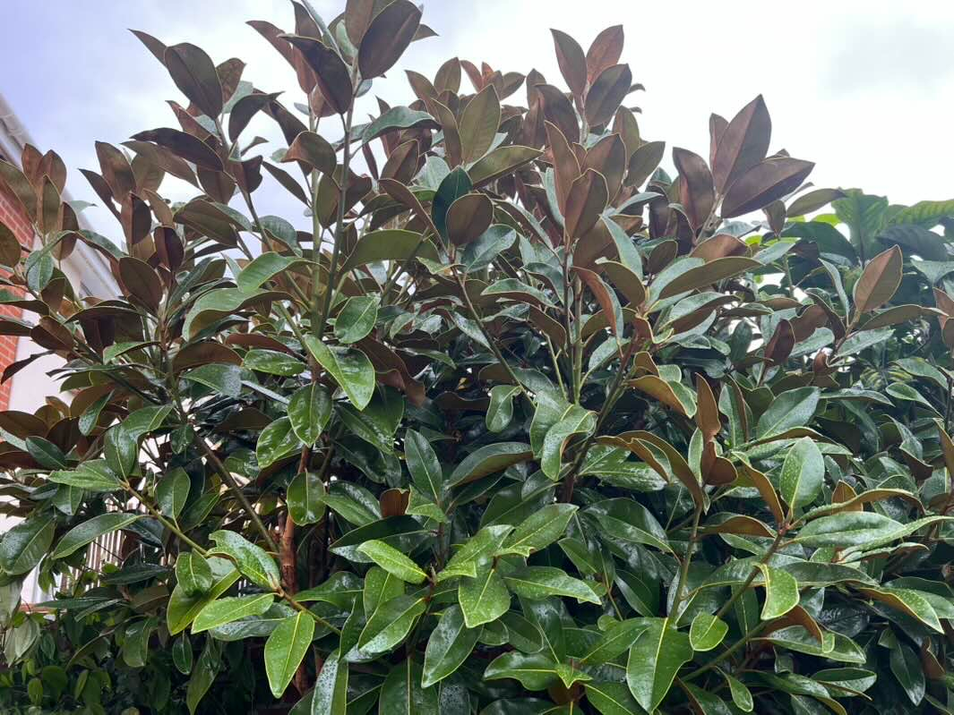 Southern Magnolia 'Ferruginea', Bull Bay 'Ferruginea'