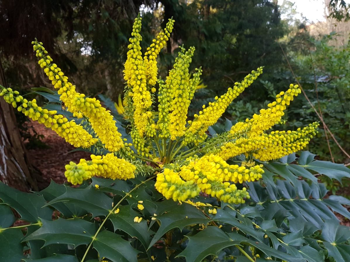 Winter Sun mahonia