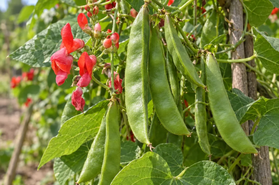 Runner bean, Scarlet runner bean