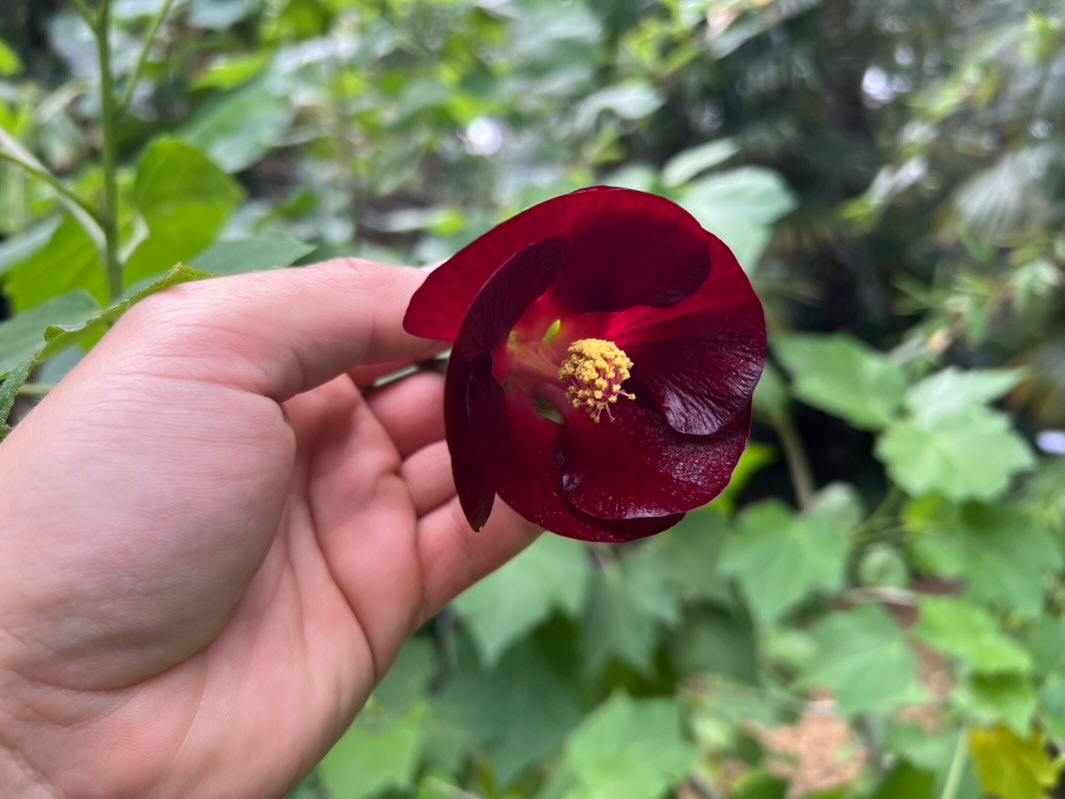 Mexican bush mallow ‘Blood of Pan’