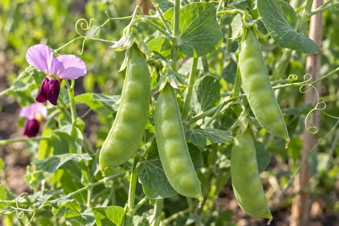 Pea, Garden pea, Mangetout, Snow pea, Sugar snap pea