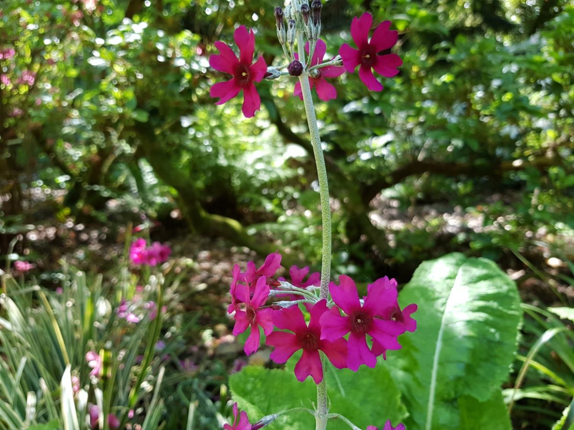 Mealy candelabra primula