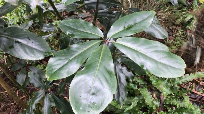 Big-leaf Pseudopanax