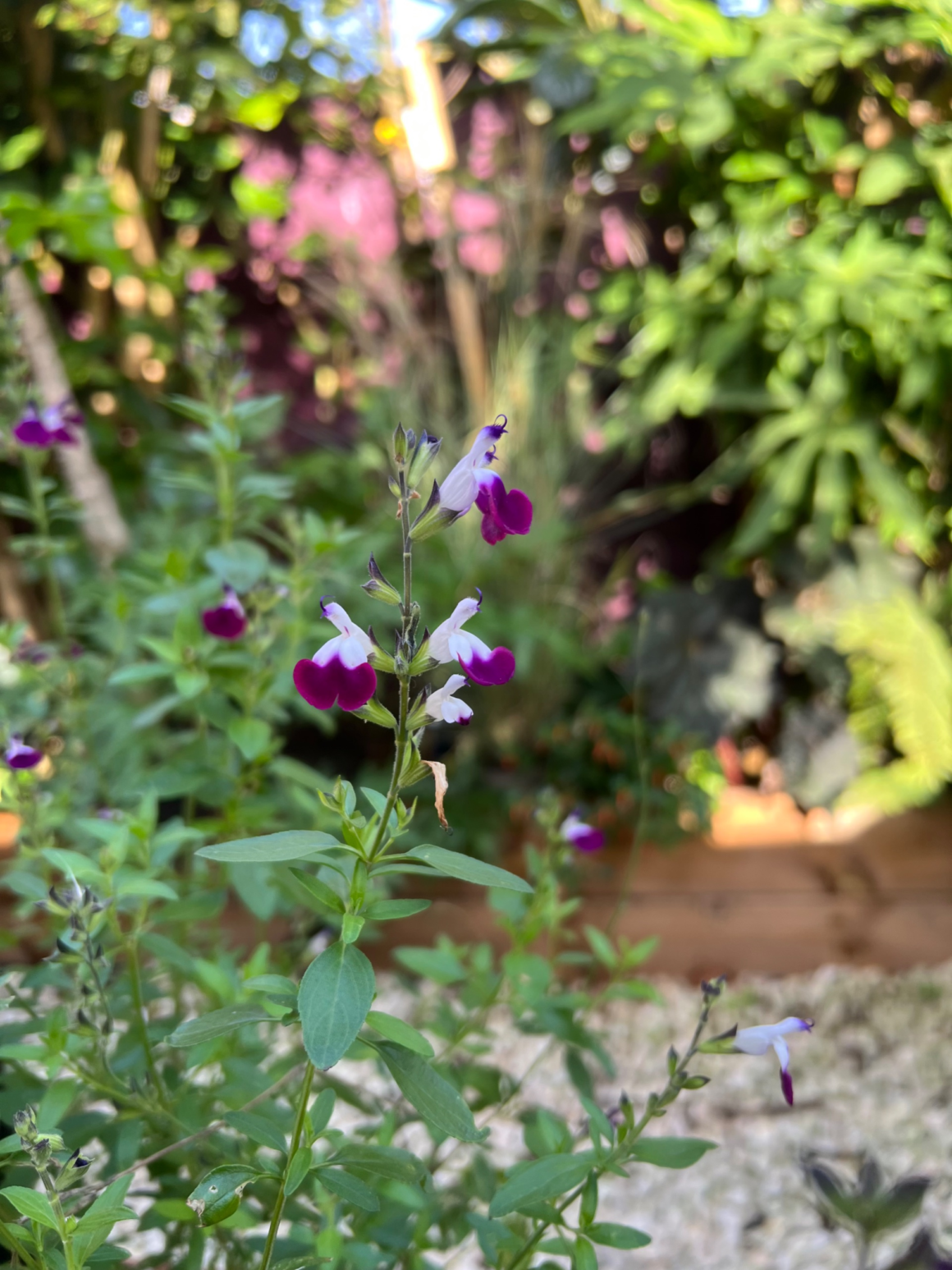 Amethyst Lips sage