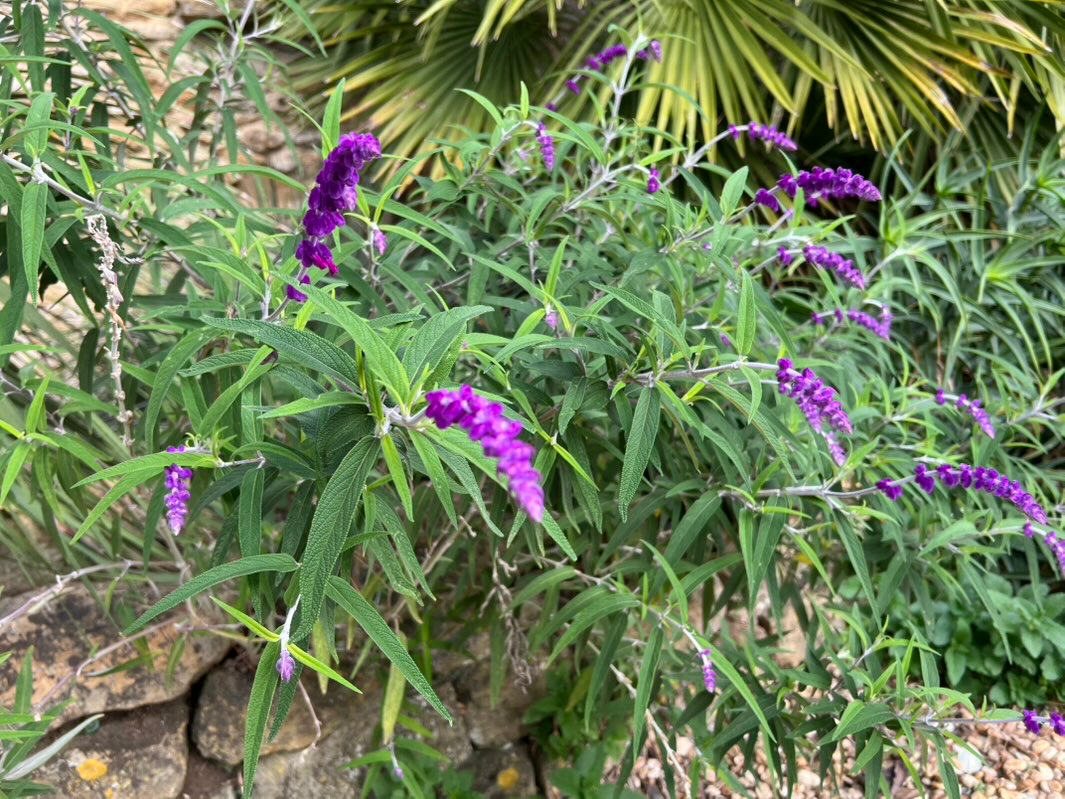 Mexican bush sage