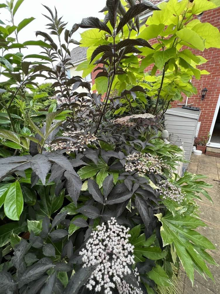 Elder, Black Elder, Elderberry