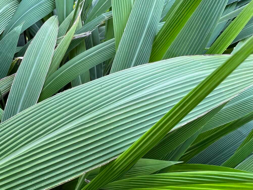 Palm grass