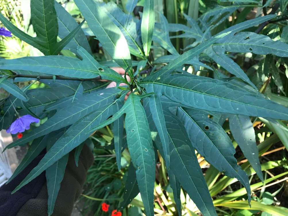 Kangaroo Apple