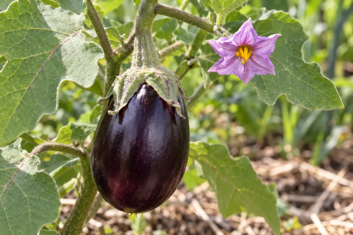 Aubergine, Eggplant, Brinjal