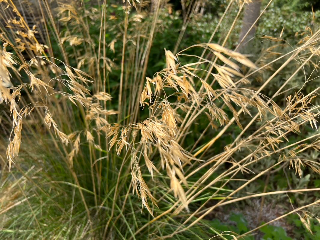 Golden oats