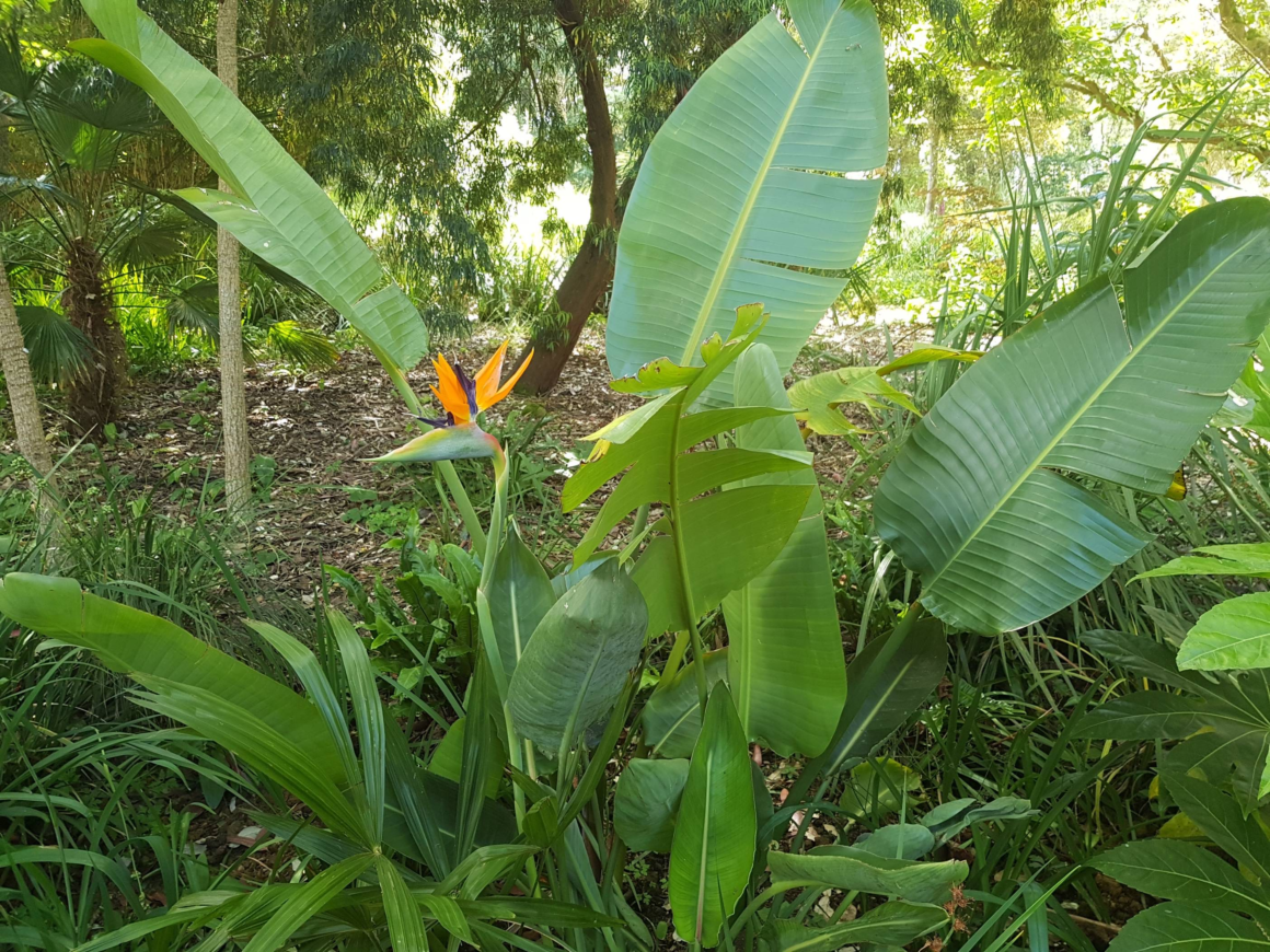 Giant white bird of paradise