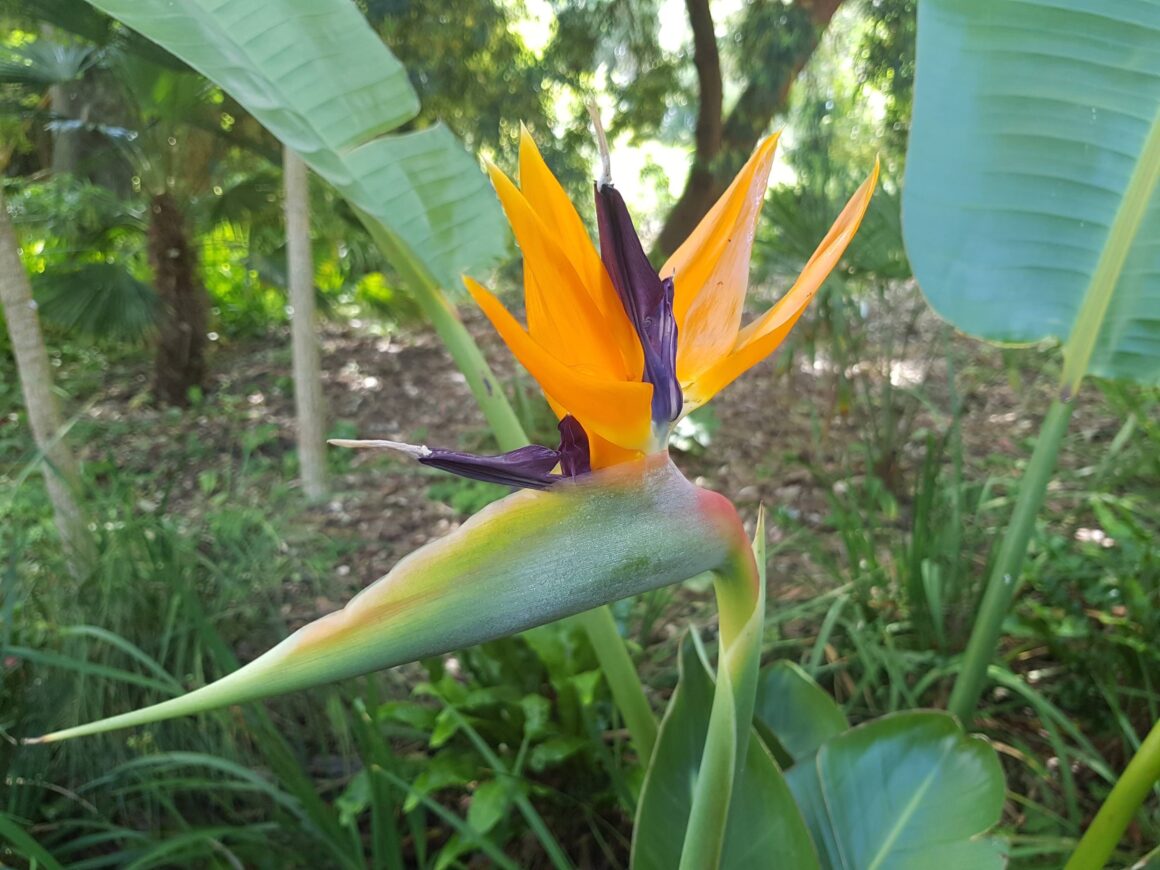 Bird of Paradise