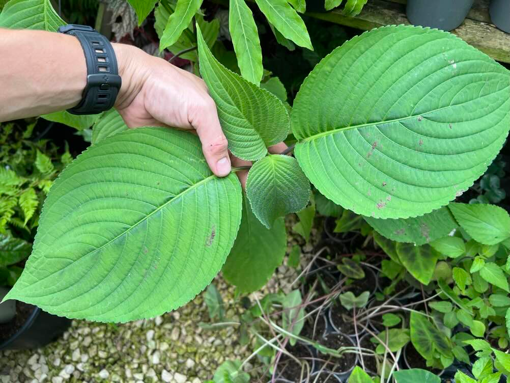 Strobilanthes mastersii