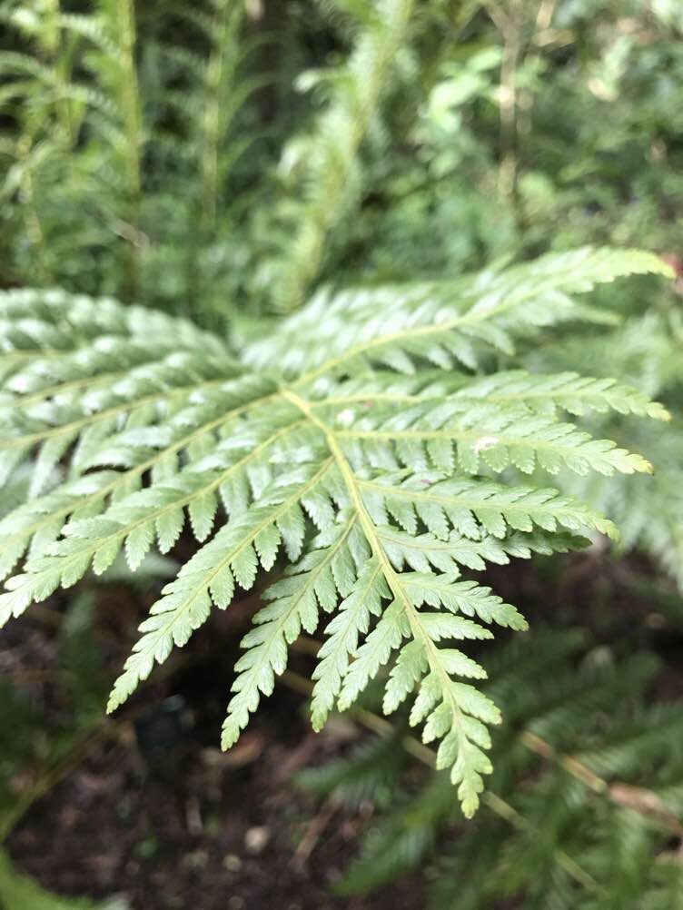 King Fern, Austral King Fern, Southern King Fern