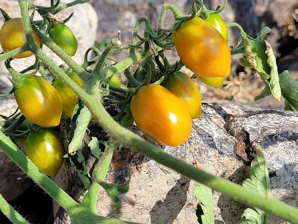 Tomato Subgold