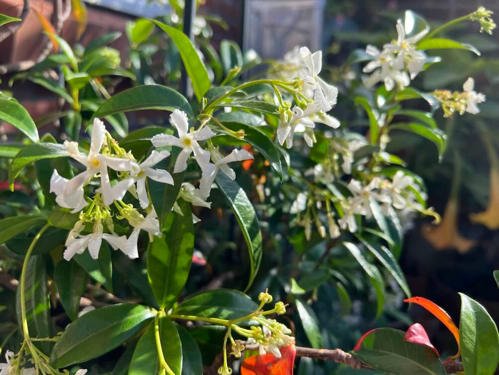 Star jasmine