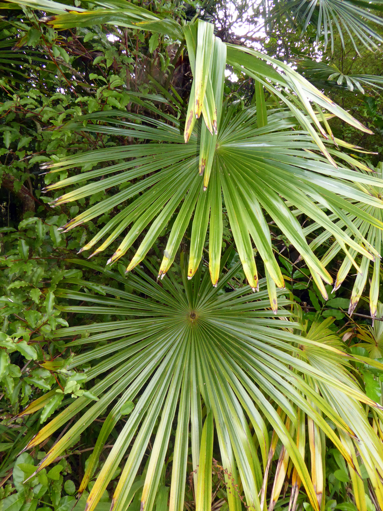 Chusan palm