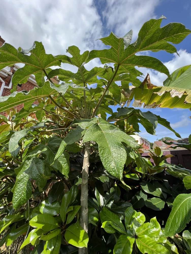 Mountain papaya, Mountain pawpaw, Chamburo
