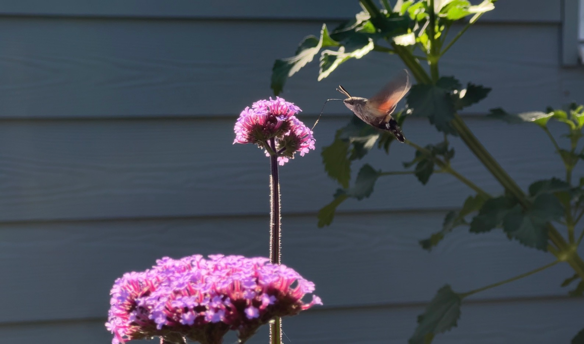 Purpletop vervain