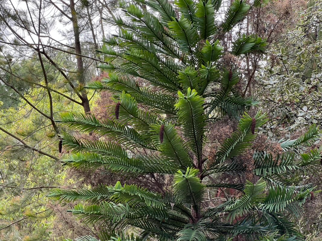 Wollemi pine
