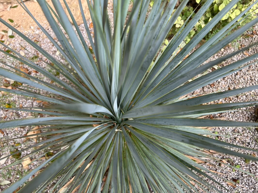 Beaked yucca
